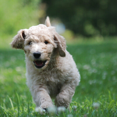 F1b Goldendoodles