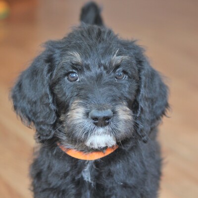 F1b Labradoodles