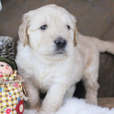 F1 Goldendoodles