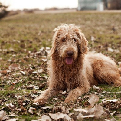 F1 Labradoodles