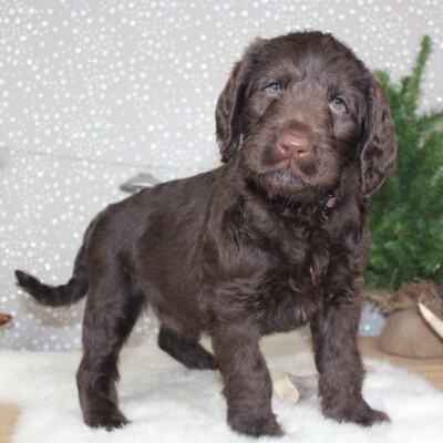 F1 Labradoodles