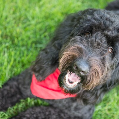 F1 Goldendoodles