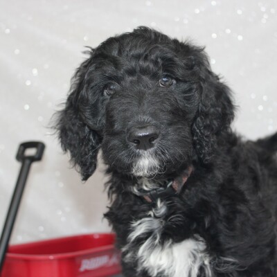 F1b Labradoodles