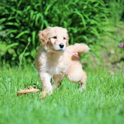 F1b Labradoodles