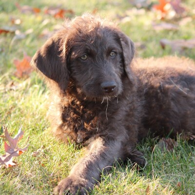 F1b Labradoodles