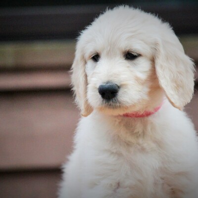 F1 Goldendoodles