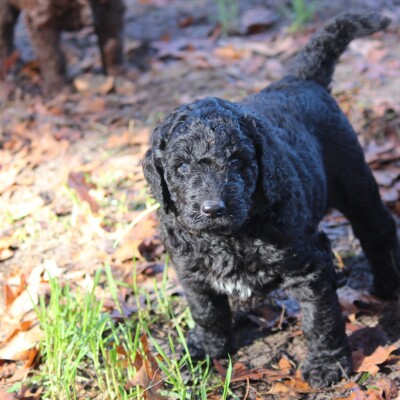 F1b Goldendoodles