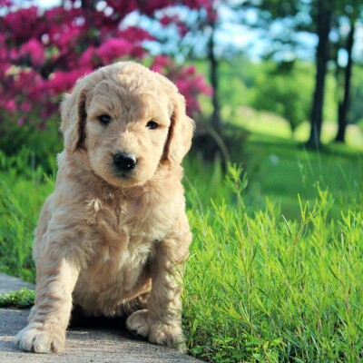 F1b Goldendoodles